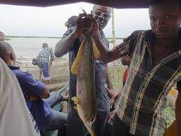 La cité des pêcheurs de Kinkole : le plus grand marché de poissons de Kinshasa 2