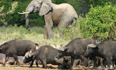 Parc national de la Salonga: habitat de plusieurs espèces endémiques 2